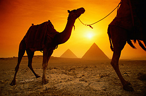 Camels and pyramids - photo from bedayahtours.com