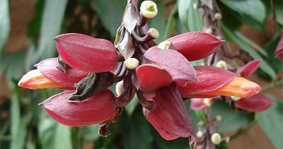 Nepali flower