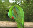 Parrot, Philippines, 2010-03-12, by Teodora Hadjiyska  teddy-land.com