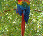 Parrot, Philippines, 2010-03-12, by Teodora Hadjiyska  teddy-land.com