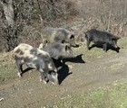 Hogs, Svaneti, Georgia, 2010-11-06, by Teodora Hadjiyska  teddy-land.com