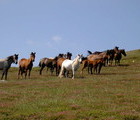 Horses, Mt. Osogovo, Bulgaria, 2006-07-16, by Teodora Hadjiyska  teddy-land.com