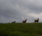 Horses, Mt. Osogovo, Bulgaria, 2006-07-16, by Teodora Hadjiyska  teddy-land.com