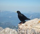 Black crow, Dachstein, Austria, 2007-07-15, by Juri Waroschanov  juriwaro.com