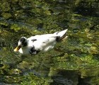 Duck, Bosnia, 2009-05-31, by Teodora Hadjiyska  teddy-land.com