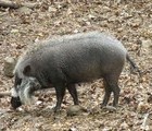 Bearded pig, Philippines, 2010-03-12, by Teodora Hadjiyska  teddy-land.com