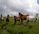 Horses, Mt. Osogovo, Bulgaria, 2006-07-16, by Teodora Hadjiyska  teddy-land.com