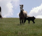 Horses, Mt. Osogovo, Bulgaria, 2006-07-16, by Teodora Hadjiyska  teddy-land.com