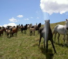 Horses, Mt. Rila, Bulgaria, 2007-06-09, by Teodora Hadjiyska  teddy-land.com