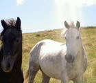 Horses, Mt. Rila, Bulgaria, 2007-06-09, by Teodora Hadjiyska  teddy-land.com