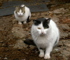 Cats, Mt. Pirin, Bulgaria, 2007-05-24, by Teodora Hadjiyska  teddy-land.com