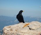 Black crow, Dachstein, Austria, 2007-07-15, by Juri Waroschanov  juriwaro.com