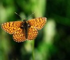 Butterfly, Bulgaria, 2009-05-23, by Lilly