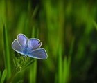 Butterfly, Strahilovo, Veliko Tirnovo, Bulgaria, 2009-05-03, by Lilly