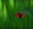 Butterfly, Strahilovo, Veliko Tirnovo, Bulgaria, 2009-05-03, by Lilly