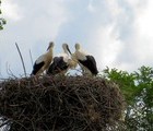 Storks, Ihtiman, Bulgaria, 2010-07-14, by Gigi