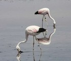 Flamingos, Atacama, Chile, 2010-11-20, by Miro Nankov