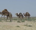 Camels, Tunis, 2009-05-04, by Kornelia Georgieva