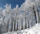 Winter, Mt. Stara Planina, 2008-12-24, by Teodora Hadjiyska  teddy-land.com