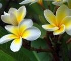 Plumeria (Frangipani), Indonesia, 2011-07-03, by Juri Waroschanov  juriwaro.com