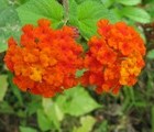 Lantana (Shrub verbena), Philippines, 2010-03-20, by Teodora Hadjiyska  teddy-land.com