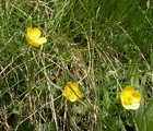 Buttercup (Ranunculus), Mt. Rila, Bulgaria, 2007-06-01, by Teodora Hadjiyska  teddy-land.com