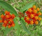 Lantana (Shrub verbena), Philippines, 2010-03-20, by Teodora Hadjiyska  teddy-land.com