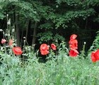 Poppy (Papaver), Serbia, 2009-05-28, by Teodora Hadjiyska  teddy-land.com