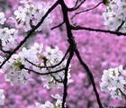 Blossom tree (Sakura), Japan, 2008-04-03, by Rudy