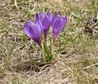 Purple crocuses (crocus vernus), Mt. Rila, Bulgaria, 2004-06-21, by Teodora Hadjiyska  teddy-land.com