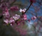 Blossom tree, Bulgaria, 2009-04-16, by DidkoBravo