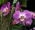 Orchid, Bogor, Indonesia, 2011-07-03, by Juri Waroschanov  juriwaro.com