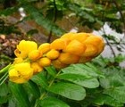 Yellow flower, Bogor, Indonesia, 2011-07-03, by Juri Waroschanov  juriwaro.com