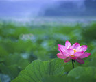 Lotus, Japan, 2005-08-02, by Rudy