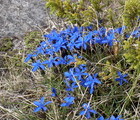 Blue flowers, Mt. Rila, Bulgaria, 2007-06-09, by Teodora Hadjiyska  teddy-land.com