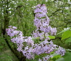 Lilac, Dragalevci, Sofia, Bulgaria, 2009-05-14, by Teodora Hadjiyska  teddy-land.com