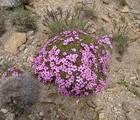 Mountain flowers, Mt. Pirin, Bulgaria, 2011-07-11, by Teodora Hadjiyska  teddy-land.com