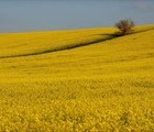 Yellow field, Bulgaria, 2009-05-02, by DidkoBravo