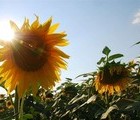 Sunflowers, Bulgaria, 2009-07-05, by DidkoBravo